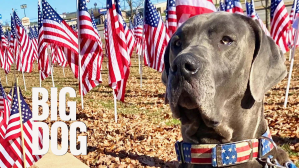 Big dog receives top award for helping service members