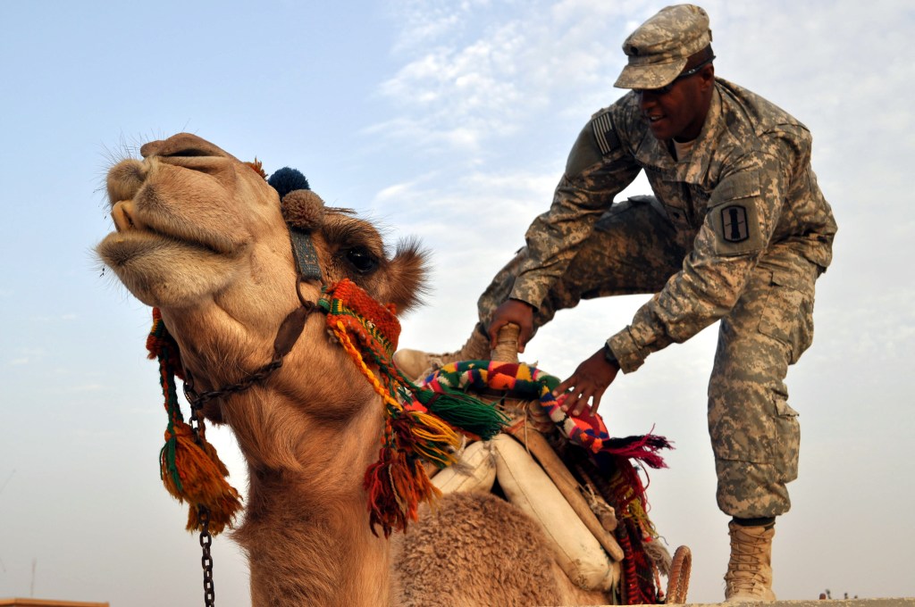 A definitive ranking of the US military’s worst animal projects
