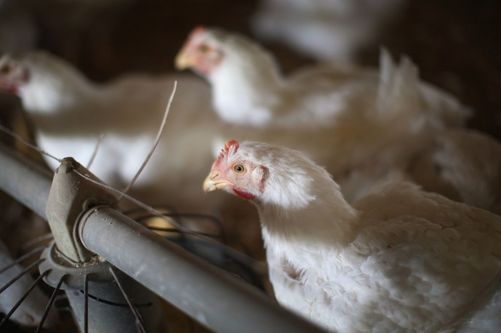Neighbors want this Marine vet’s support chickens gone