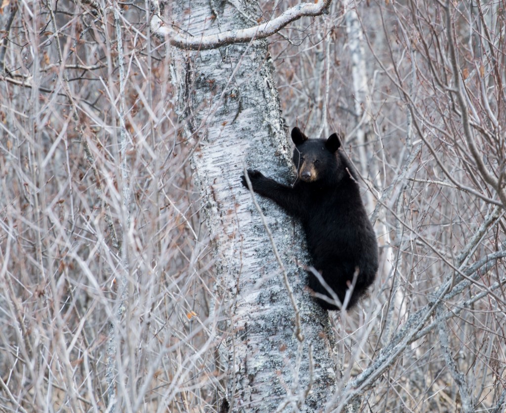 The Alaskan bear necessities: One commissary peach