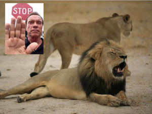 Schwarzenegger: Bravery is joining military, not killing big cats