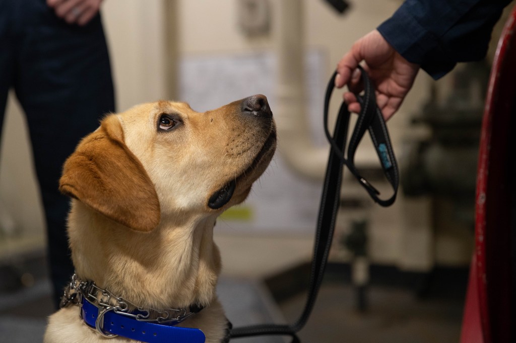 A very good girl deploys on carrier Ford: Sage the service dog