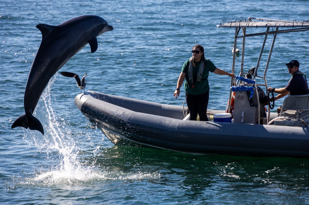 Inside the Navy’s Marine Mammal Program