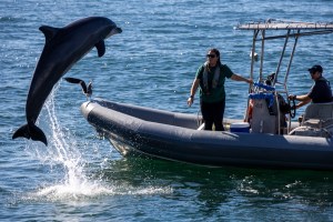 Inside the Navy’s Marine Mammal Program
