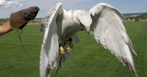 Air Force mascot injured in West Point prank