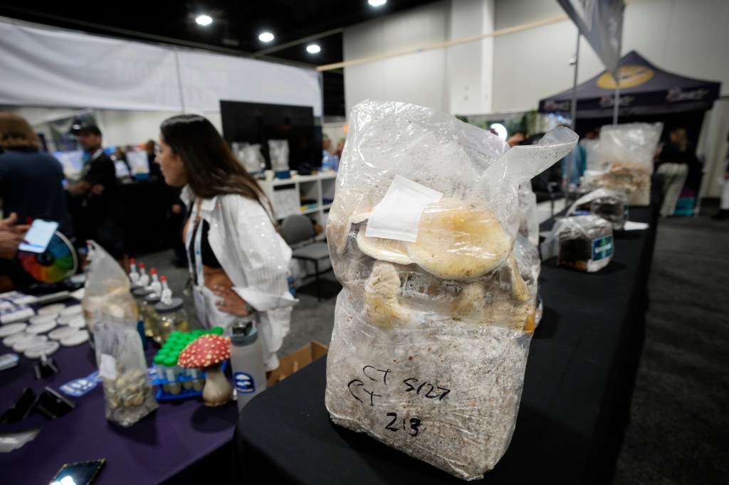 Nearly 5 million veterans have used magic mushrooms, LSD or MDMA, study finds