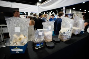 VA plans research on using psychedelics to treat PTSD, depression