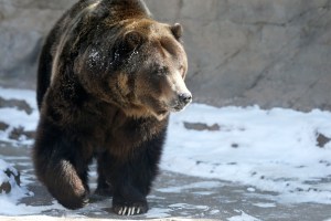 Do you have what it takes to be a Grizzly Bear Conflict Manager?