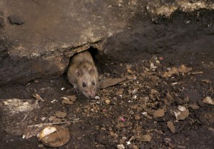 Dead rats and frogs discovered in Camp Pendleton water supply