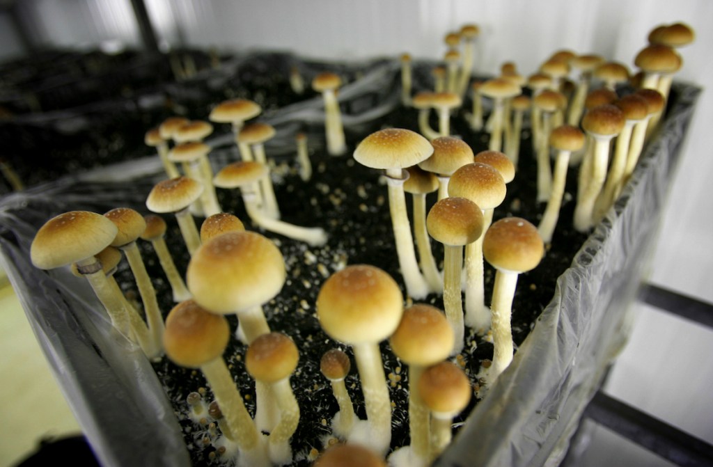 We need to increase research into psychedelics for veterans with PTSD