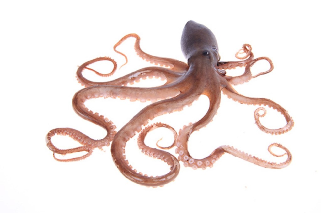 Army researchers are developing a self-aware squid-like robot you can 3D print in the field