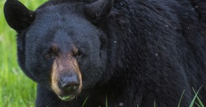 Two soldiers injured in bear encounter in Alaska