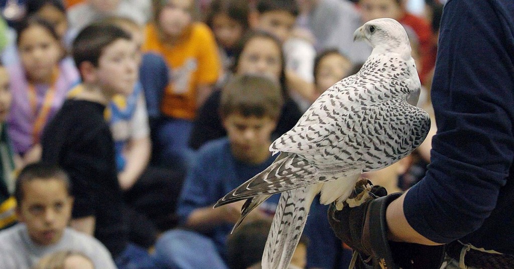 Air Force Academy’s falcon mascot improving after injury at West Point