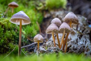 First-ever provision for psychedelic studies included in defense bill