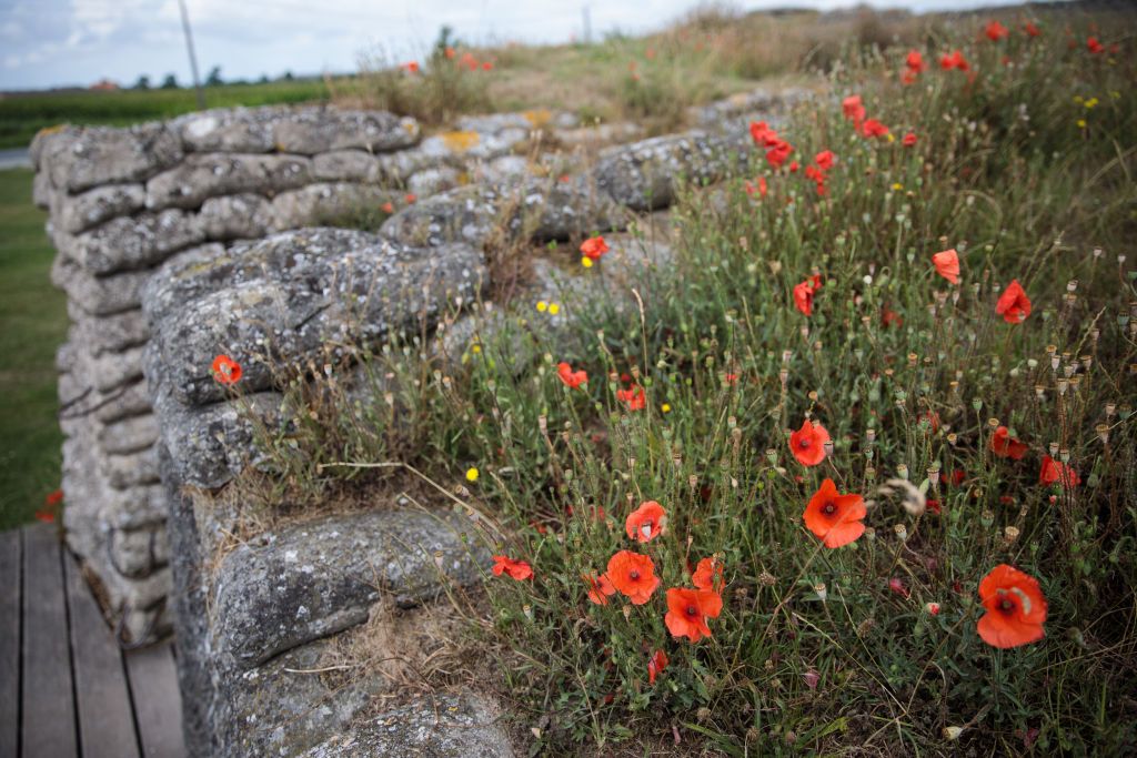 Why you’ll see poppies on this (and every) Memorial Day