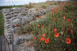 Why you’ll see poppies on this (and every) Memorial Day