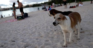 United’s pet-policy update a reprieve for troops planning PCS moves from Guam