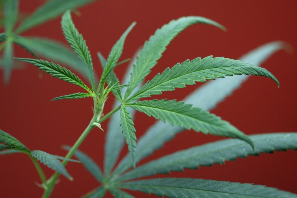 Smoked, vaped or in a brownie, marijuana deserves more study