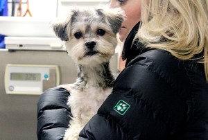 Furry good news: More pets can now fly in cabin on overseas PCS flights