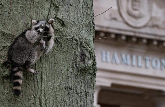 Defense Department may have discovered a cure for rabies
