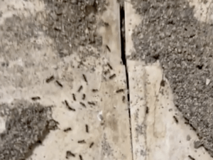 Soldier moves into barracks room, immediately finds massive ant colony