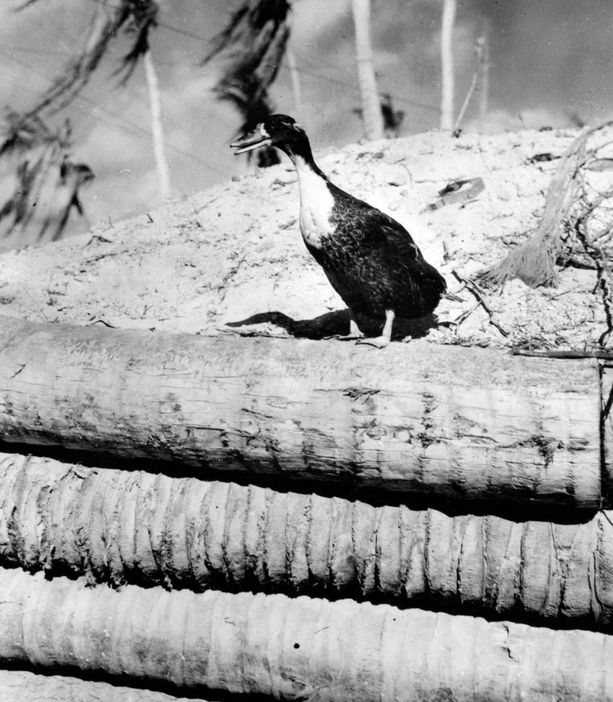 The Marine who was a duck (yes, an actual duck)