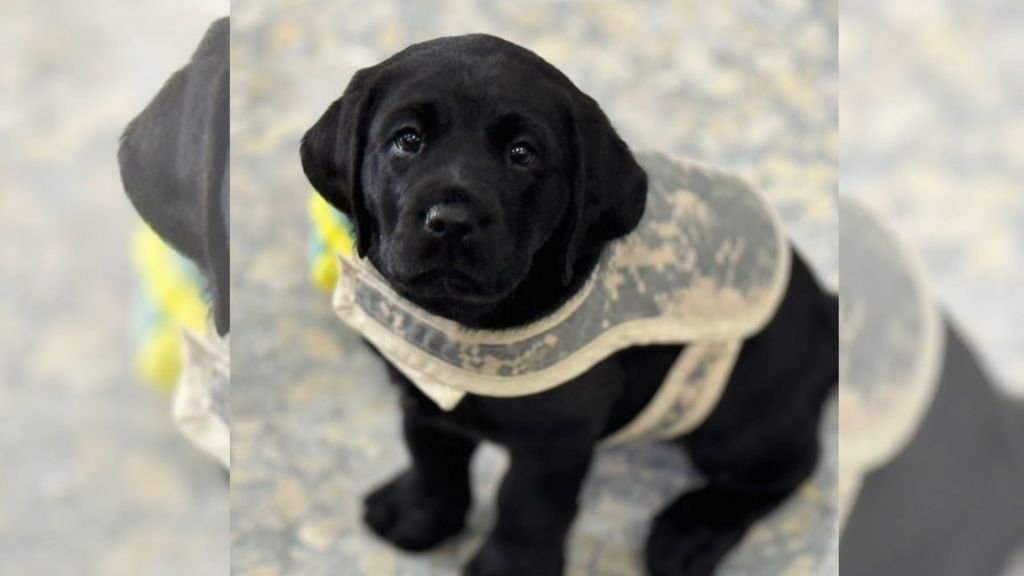 Paws with a cause: Puppies train to help veterans manage mental health