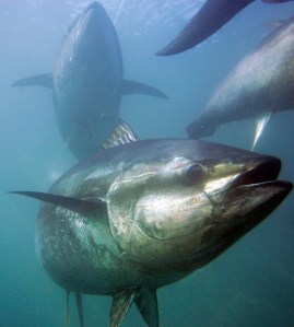 South China Sea disputes threaten coral reefs, fisheries