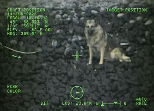 Ruff rescue! Dog saved by Coast Guard after 300-foot tumble from cliff