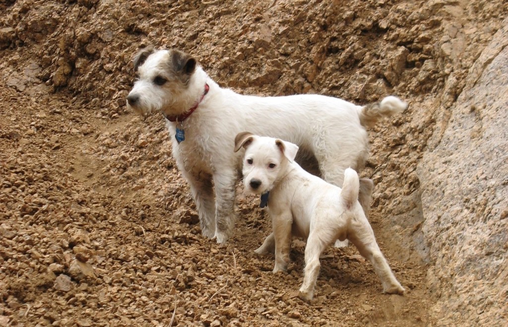 VA to largely end animal testing on dogs, cats within two years