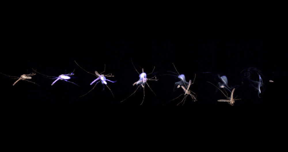 Laser zaps mosquitoes out of the sky