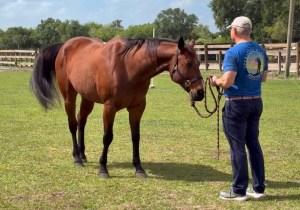 Veterans Find Healing Through Equine-Assisted Therapy