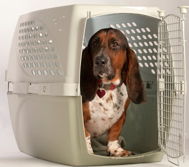 Military families overseas may get relief in dog travel rule fixes