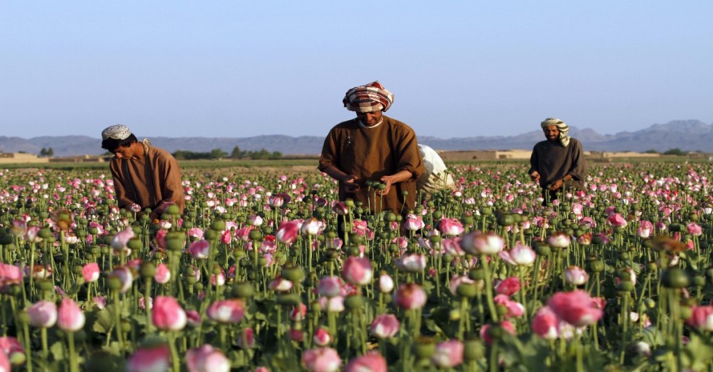 Doubts rise over effectiveness of bombing Afghan drug labs