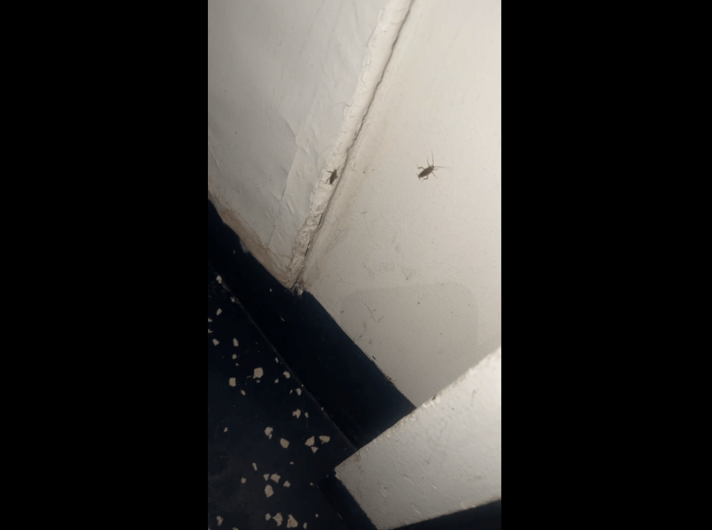 USS Rushmore has a roach problem