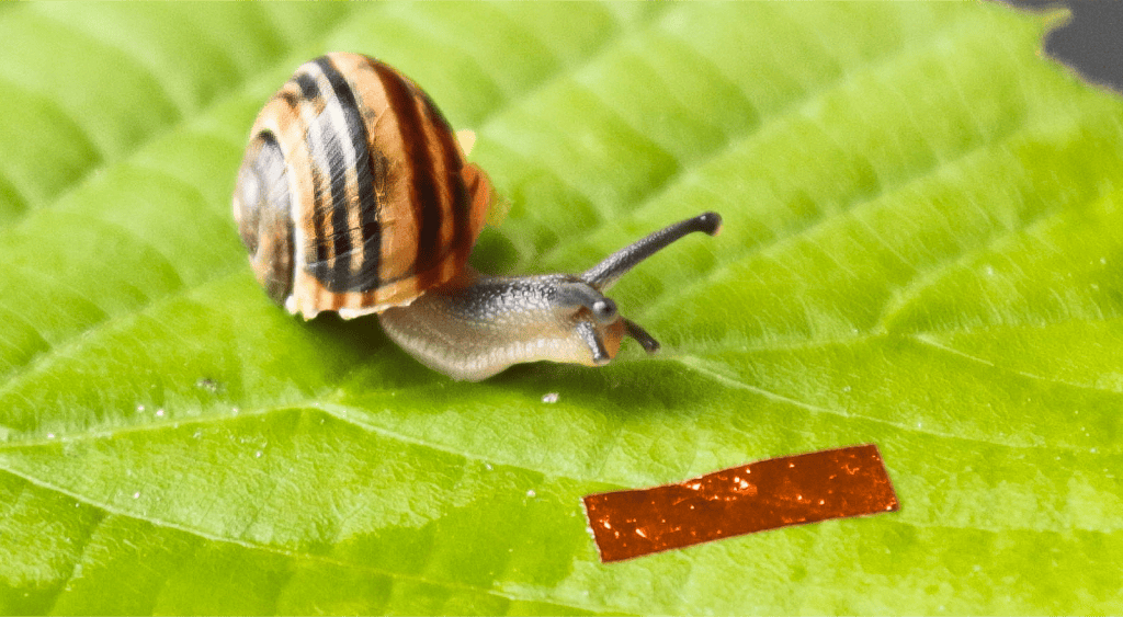 A robot as slow as a snail … on purpose